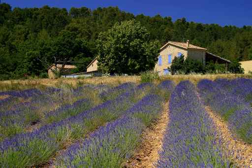 french legal services